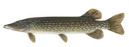 800px-esox_lucius1.jpg